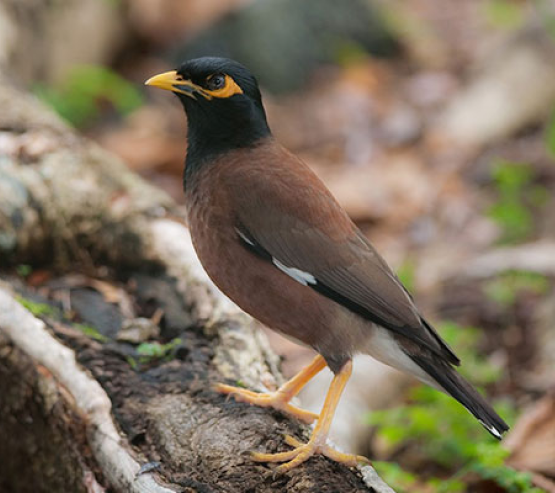 نحوه تغذیه جوجه مرغ مینا(خوراک مرغ مینا)2