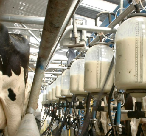 تفاوت دان مرغ تخمگذار و گوشتی