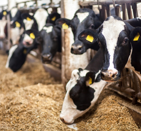 تفاوت دان مرغ تخمگذار و گوشتی2